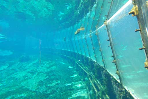 Weeki Wachee Underwater - 2010